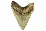 Serrated, Fossil Megalodon Tooth - Indonesia #279232-2